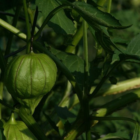 Zdjęcie: Salsa verde z tomatillo: zielona salsa meksykańska