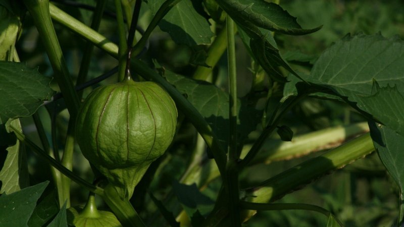 Zdjęcie: Salsa verde z tomatillo: zielona salsa meksykańska